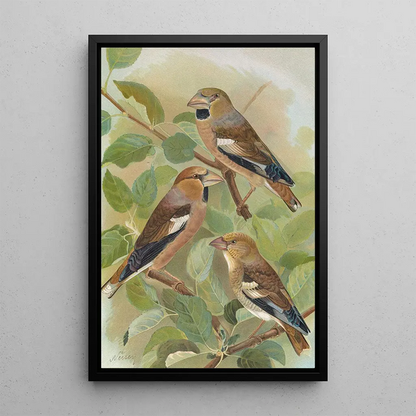 Coccothraustes coccothraustes - Johann Friedrich Naumann — framed artwork on a wall