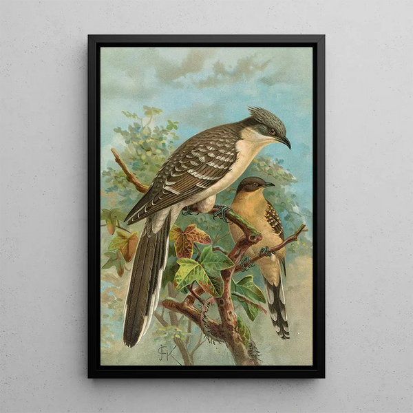 Coccystes glandarius - Johann Friedrich Naumann — framed artwork on a wall