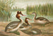 Podiceps cristatus, le grèbe huppé - Johann Friedrich Naumann — artwork view
