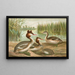Podiceps cristatus, le grèbe huppé - Johann Friedrich Naumann — framed artwork on a wall