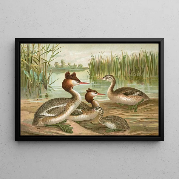 Podiceps cristatus, le grèbe huppé - Johann Friedrich Naumann — framed artwork on a wall