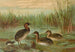 Colymbus fluviatilis Tunst, petit grèbe - Johann Friedrich Naumann — artwork view