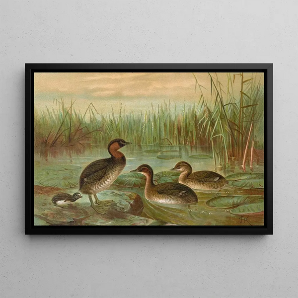 Colymbus fluviatilis Tunst, petit grèbe - Johann Friedrich Naumann — framed artwork on a wall