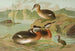Colymbus griseigena Bodd Grebe jougris - Johann Friedrich Naumann — artwork view