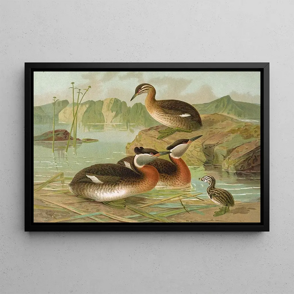 Colymbus griseigena Bodd Grebe jougris - Johann Friedrich Naumann — framed artwork on a wall