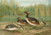 Colymbus nigricollis Brehm, Black-necked Grebe - Johann Friedrich Naumann — artwork view