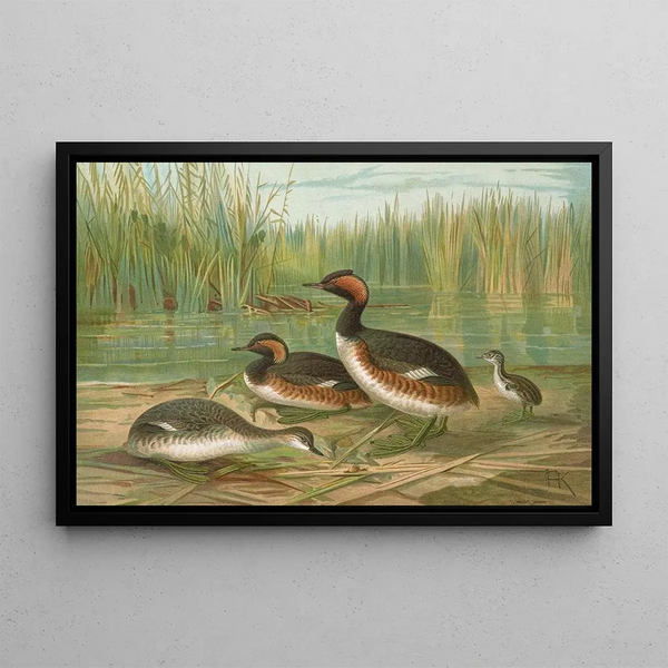 Colymbus nigricollis Brehm, Black-necked Grebe - Johann Friedrich Naumann — framed artwork on a wall