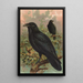 Corvus corax - Johann Friedrich Naumann — framed artwork on a wall