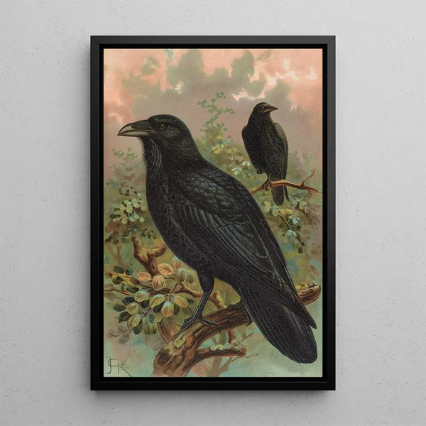 Corvus corax - Johann Friedrich Naumann — framed artwork on a wall