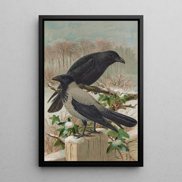 Corvus corone Corvus cornix - Johann Friedrich Naumann — framed artwork on a wall