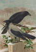 Corvus corone Corvus cornix - Johann Friedrich Naumann — artwork view