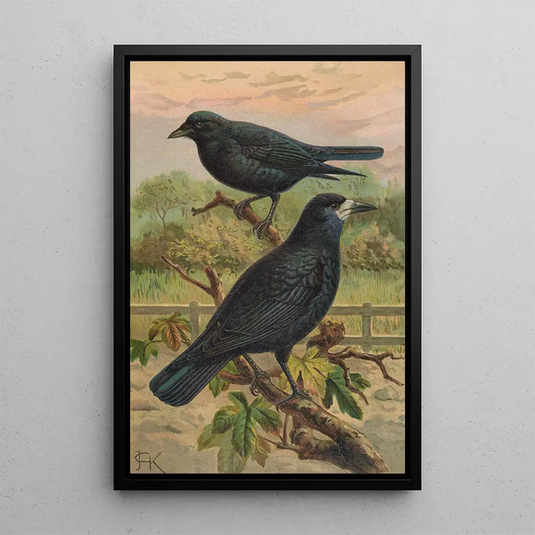 Corvus frugilegus - Johann Friedrich Naumann — framed artwork on a wall