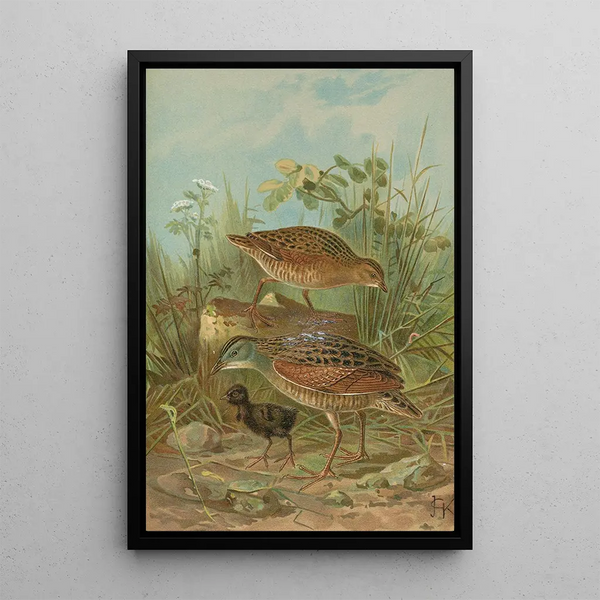 Crex crex - Johann Friedrich Naumann — framed artwork on a wall
