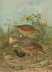 Crex crex - Johann Friedrich Naumann — artwork view