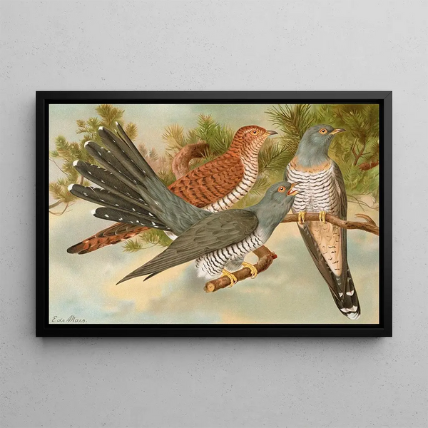 Cuculus canorus - Johann Friedrich Naumann — framed artwork on a wall