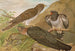 Cuculus canorus L - Johann Friedrich Naumann — artwork view