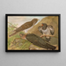 Cuculus canorus L - Johann Friedrich Naumann — framed artwork on a wall