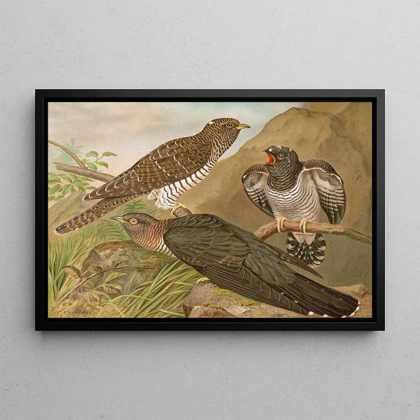 Cuculus canorus L - Johann Friedrich Naumann — framed artwork on a wall