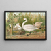 Cygnus Bewickii Yarrell - Johann Friedrich Naumann — framed artwork on a wall