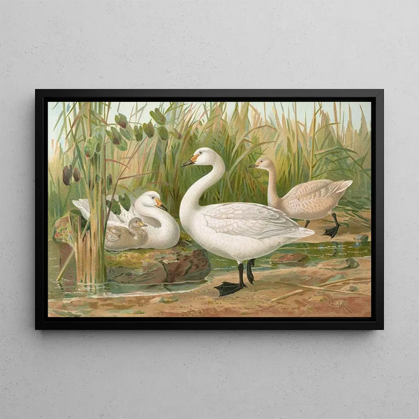 Cygnus Bewickii Yarrell - Johann Friedrich Naumann — framed artwork on a wall