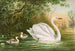Cygnus cygnus - Johann Friedrich Naumann — artwork view