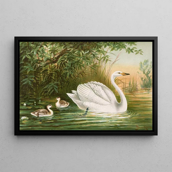 Cygnus cygnus - Johann Friedrich Naumann — framed artwork on a wall