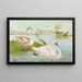 Cygnus olor - Johann Friedrich Naumann — framed artwork on a wall