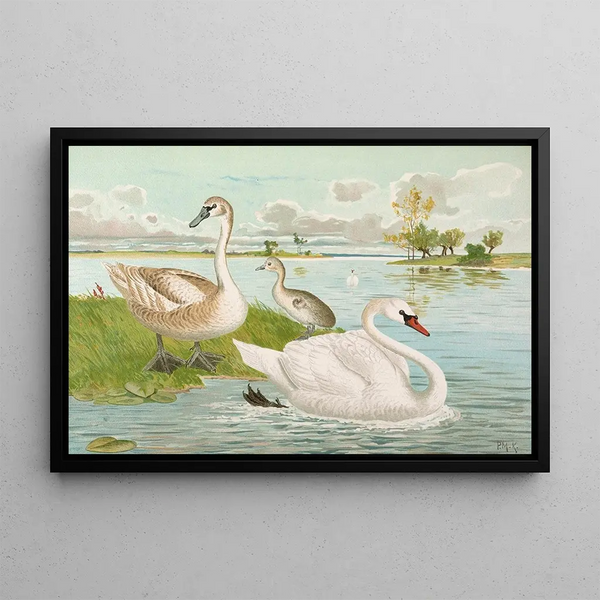 Cygnus olor - Johann Friedrich Naumann — framed artwork on a wall