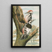Dendrocopus leuconotus - Johann Friedrich Naumann — framed artwork on a wall