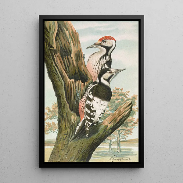 Dendrocopus leuconotus - Johann Friedrich Naumann — framed artwork on a wall