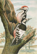 Dendrocopus leuconotus - Johann Friedrich Naumann — artwork view