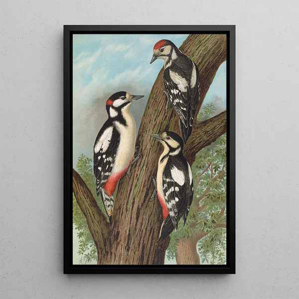 Dendrocopus major - Johann Friedrich Naumann — framed artwork on a wall