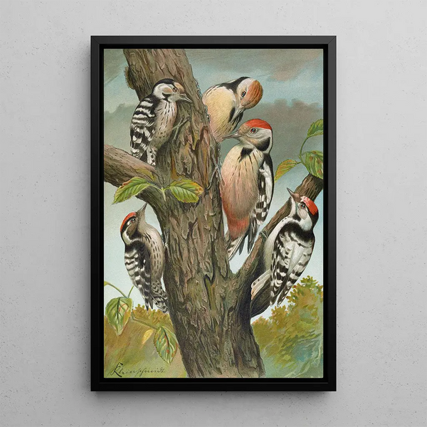 Dendrocopus medius Dendrocopus minor - Johann Friedrich Naumann — framed artwork on a wall