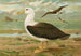 Diomedea melanophrys Boie Black-browed Albatross - Johann Friedrich Naumann — artwork view