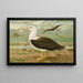 Diomedea melanophrys Boie Black-browed Albatross - Johann Friedrich Naumann — framed artwork on a wall
