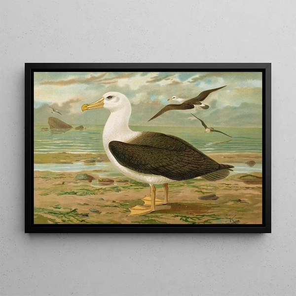 Diomedea melanophrys Boie Black-browed Albatross - Johann Friedrich Naumann — framed artwork on a wall