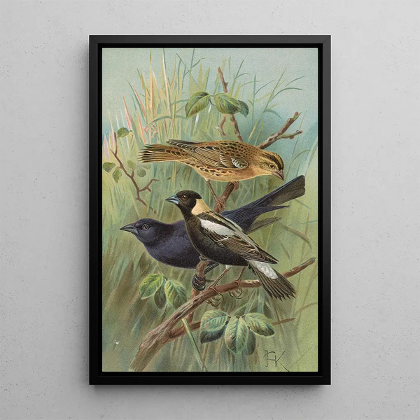 Dolichonyx oryzivorus Molothrus Cabanisii Cassin - Johann Friedrich Naumann — framed artwork on a wall