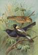 Dolichonyx oryzivorus Molothrus Cabanisii Cassin - Johann Friedrich Naumann — artwork view
