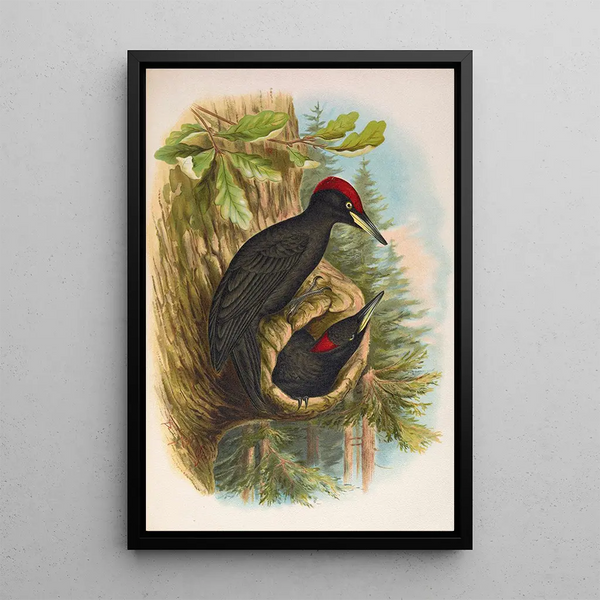 Dryocopus martius - Johann Friedrich Naumann — framed artwork on a wall