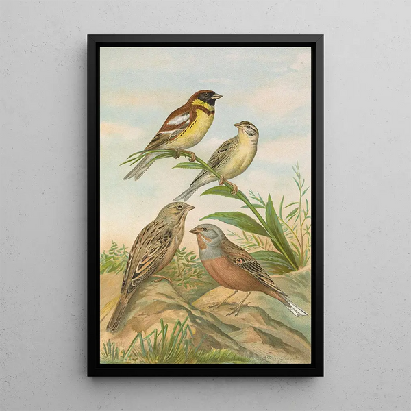 Emberiza aureola Pall Emberiza caesia Cretschmar - Johann Friedrich Naumann — framed artwork on a wall
