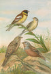 Emberiza aureola Pall Emberiza caesia Cretschmar - Johann Friedrich Naumann — artwork view