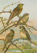 Emberiza citrinella Emberiza cirlus - Johann Friedrich Naumann — artwork view