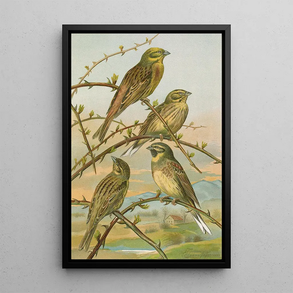 Emberiza citrinella Emberiza cirlus - Johann Friedrich Naumann — framed artwork on a wall