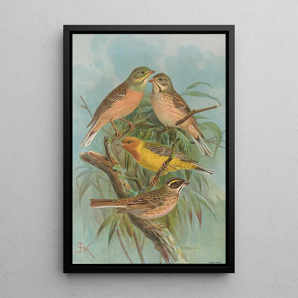 Emberiza hortulana Emberiza luteola Sparrm Emberiza chrysophrys Pall - Johann Friedrich Naumann — framed artwork on a wall