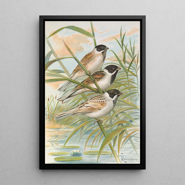 Emberiza intermedia Michahelles Emberiza palustris Savi Emberiza pyrrhuloides Pall - Johann Friedrich Naumann — framed artwork on a wall