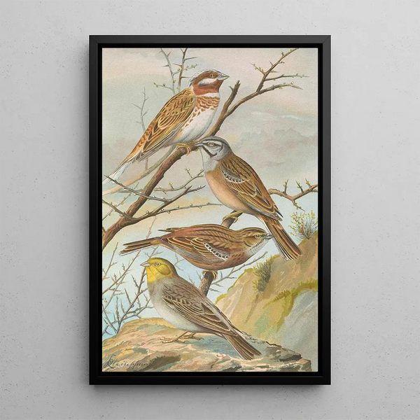 Emberiza leucocephala Gmel Emberiza cia Emberiza cinerea Strickl - Johann Friedrich Naumann — framed artwork on a wall