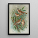 Emberiza rustica Pall Emberiza pusilla Pall - Johann Friedrich Naumann — framed artwork on a wall