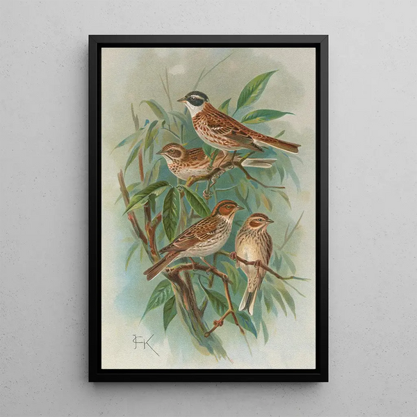 Emberiza rustica Pall Emberiza pusilla Pall - Johann Friedrich Naumann — framed artwork on a wall