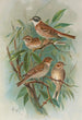 Emberiza rustica Pall Emberiza pusilla Pall - Johann Friedrich Naumann — artwork view