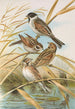 Emberiza schoeniclus - Johann Friedrich Naumann — artwork view
